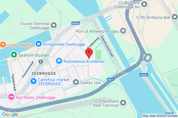 Zeemeeuw Zeebrugge