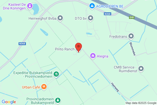 Hippo D'haenegem