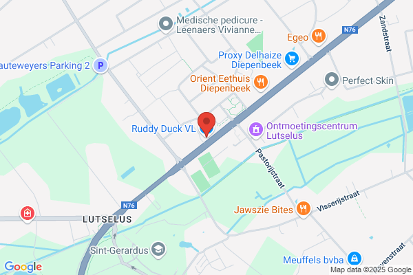 Ruddy Duck Vl