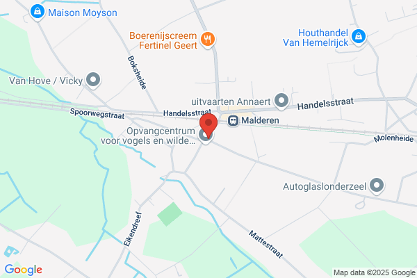 Maes
