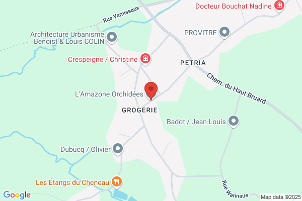 Orchidée (L')