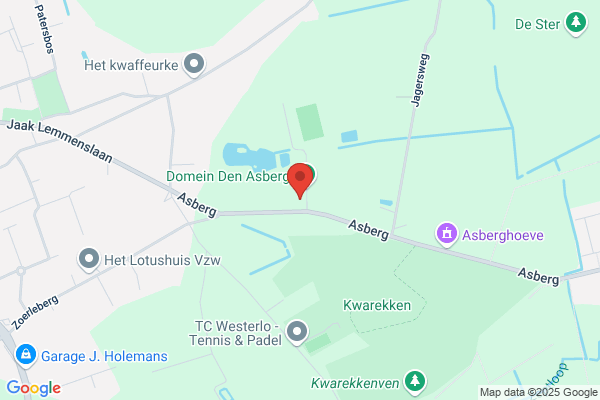 Dennenwoud