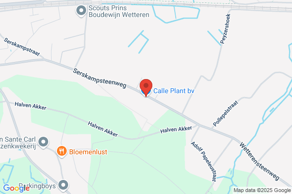 Calle Plant Cv